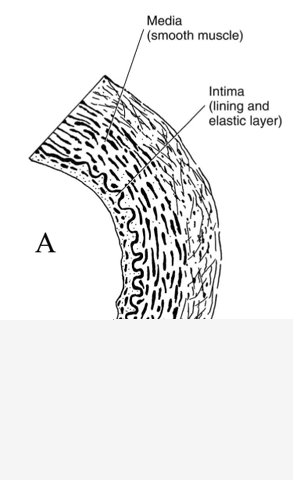 Artery Micro-Structure