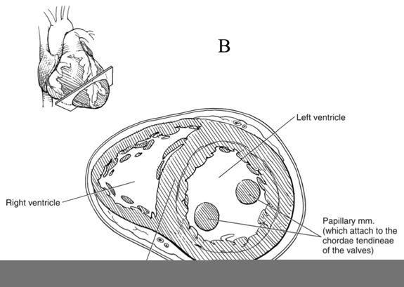 Cross-section of the ventricles of the heart