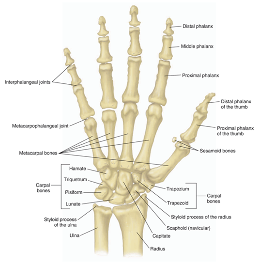 Hand and finger joints Hand and finger joints