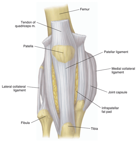 Knee ligaments Knee ligaments