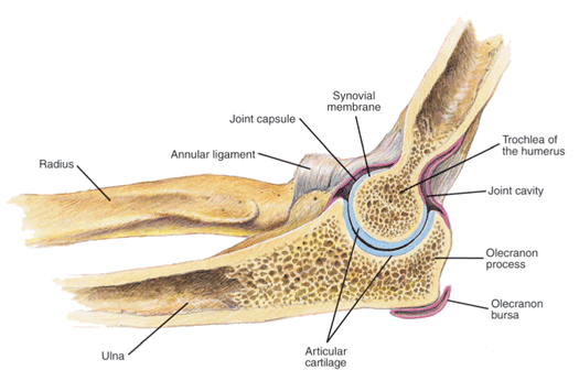Synovial membrane in the elbow joint Synovial membrane in the elbow joint